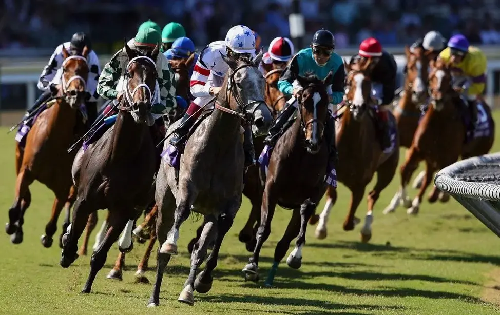 Horse racing in 1xBet Horse racing in 1xBet